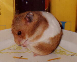 hamsters.jpg (8387 Byte)